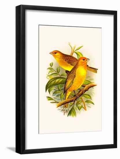 Safron Finch or Brazilian Bunting or Brazilian Canary-F.w. Frohawk-Framed Art Print