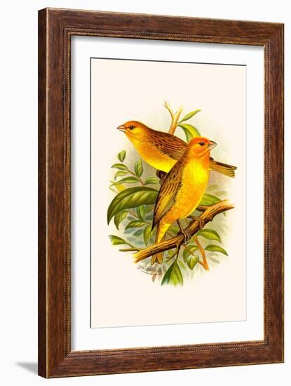 Safron Finch or Brazilian Bunting or Brazilian Canary-F.w. Frohawk-Framed Art Print