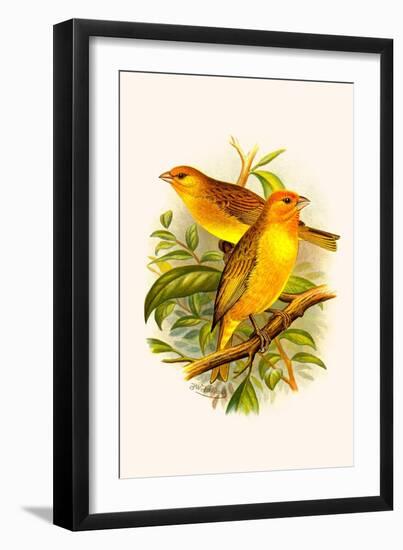 Safron Finch or Brazilian Bunting or Brazilian Canary-F.w. Frohawk-Framed Art Print