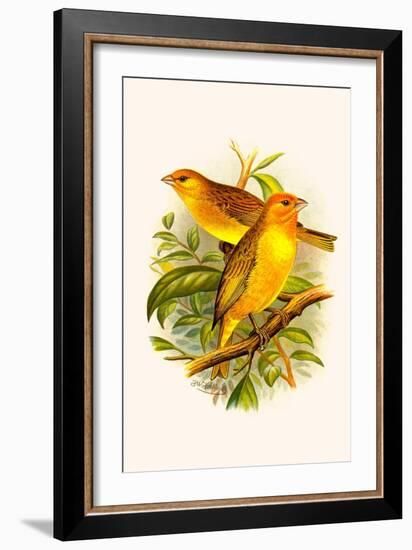 Safron Finch or Brazilian Bunting or Brazilian Canary-F.w. Frohawk-Framed Art Print