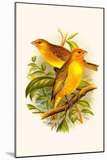 Safron Finch or Brazilian Bunting or Brazilian Canary-F.w. Frohawk-Mounted Art Print