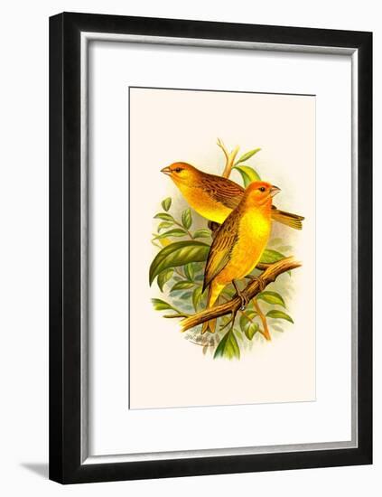 Safron Finch or Brazilian Bunting or Brazilian Canary-F.w. Frohawk-Framed Art Print