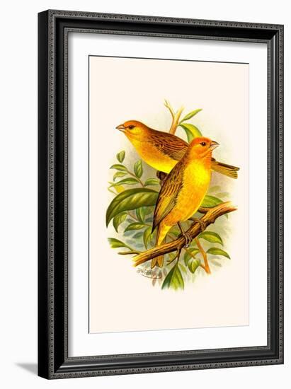 Safron Finch or Brazilian Bunting or Brazilian Canary-F.w. Frohawk-Framed Art Print