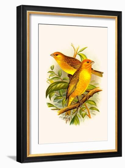 Safron Finch or Brazilian Bunting or Brazilian Canary-F.w. Frohawk-Framed Art Print