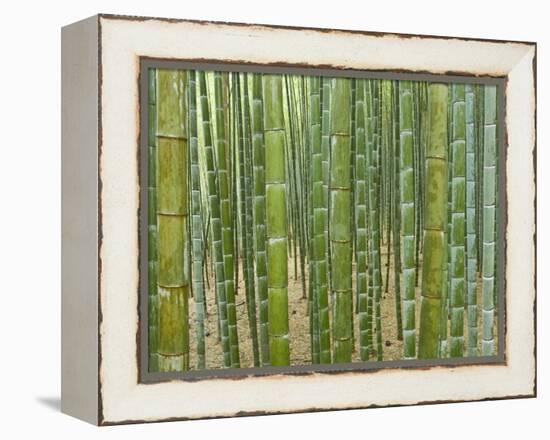 Sagano Bamboo Forest in Kyoto-Rudy Sulgan-Framed Premier Image Canvas