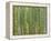 Sagano Bamboo Forest in Kyoto-Rudy Sulgan-Framed Premier Image Canvas