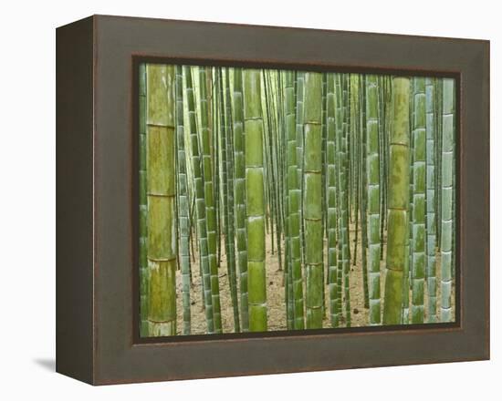 Sagano Bamboo Forest in Kyoto-Rudy Sulgan-Framed Premier Image Canvas