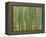 Sagano Bamboo Forest in Kyoto-Rudy Sulgan-Framed Premier Image Canvas