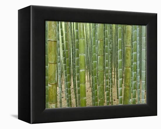 Sagano Bamboo Forest in Kyoto-Rudy Sulgan-Framed Premier Image Canvas