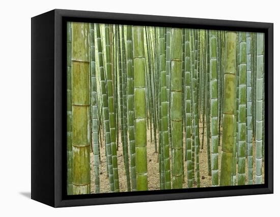 Sagano Bamboo Forest in Kyoto-Rudy Sulgan-Framed Premier Image Canvas