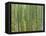 Sagano Bamboo Forest in Kyoto-Rudy Sulgan-Framed Premier Image Canvas