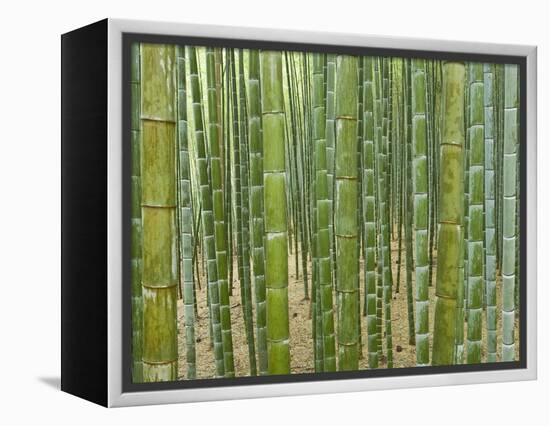 Sagano Bamboo Forest in Kyoto-Rudy Sulgan-Framed Premier Image Canvas