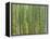 Sagano Bamboo Forest in Kyoto-Rudy Sulgan-Framed Premier Image Canvas