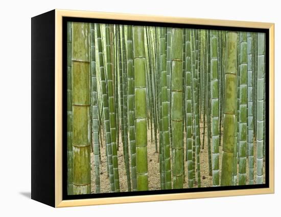 Sagano Bamboo Forest in Kyoto-Rudy Sulgan-Framed Premier Image Canvas