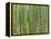 Sagano Bamboo Forest in Kyoto-Rudy Sulgan-Framed Premier Image Canvas