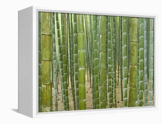 Sagano Bamboo Forest in Kyoto-Rudy Sulgan-Framed Premier Image Canvas