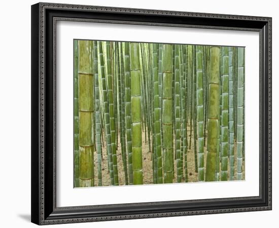 Sagano Bamboo Forest in Kyoto-Rudy Sulgan-Framed Photographic Print