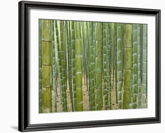 Sagano Bamboo Forest in Kyoto-Rudy Sulgan-Framed Photographic Print