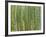 Sagano Bamboo Forest in Kyoto-Rudy Sulgan-Framed Photographic Print