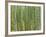 Sagano Bamboo Forest in Kyoto-Rudy Sulgan-Framed Photographic Print