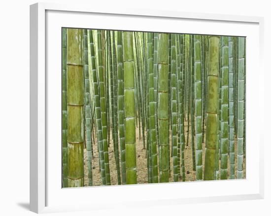 Sagano Bamboo Forest in Kyoto-Rudy Sulgan-Framed Photographic Print