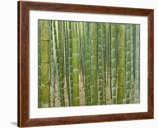 Sagano Bamboo Forest in Kyoto-Rudy Sulgan-Framed Photographic Print