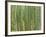 Sagano Bamboo Forest in Kyoto-Rudy Sulgan-Framed Photographic Print