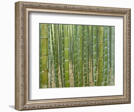 Sagano Bamboo Forest in Kyoto-Rudy Sulgan-Framed Photographic Print