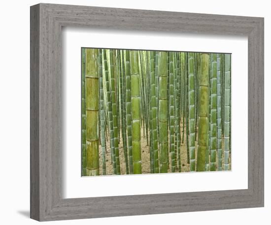 Sagano Bamboo Forest in Kyoto-Rudy Sulgan-Framed Photographic Print