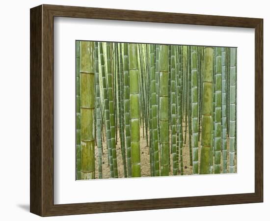 Sagano Bamboo Forest in Kyoto-Rudy Sulgan-Framed Photographic Print