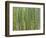 Sagano Bamboo Forest in Kyoto-Rudy Sulgan-Framed Photographic Print