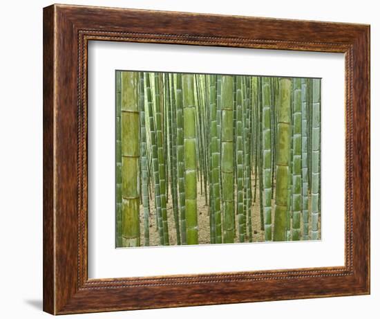 Sagano Bamboo Forest in Kyoto-Rudy Sulgan-Framed Photographic Print