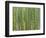 Sagano Bamboo Forest in Kyoto-Rudy Sulgan-Framed Photographic Print