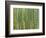 Sagano Bamboo Forest in Kyoto-Rudy Sulgan-Framed Photographic Print