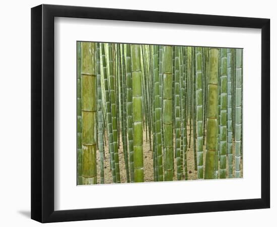 Sagano Bamboo Forest in Kyoto-Rudy Sulgan-Framed Photographic Print