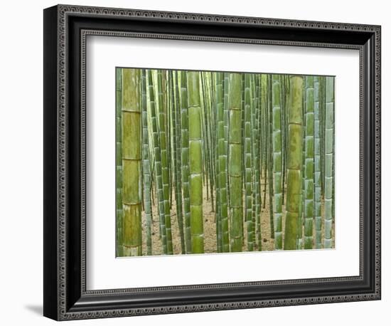 Sagano Bamboo Forest in Kyoto-Rudy Sulgan-Framed Photographic Print