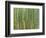 Sagano Bamboo Forest in Kyoto-Rudy Sulgan-Framed Photographic Print