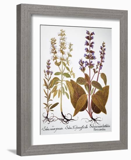 Sage, 1613-Besler Basilius-Framed Giclee Print