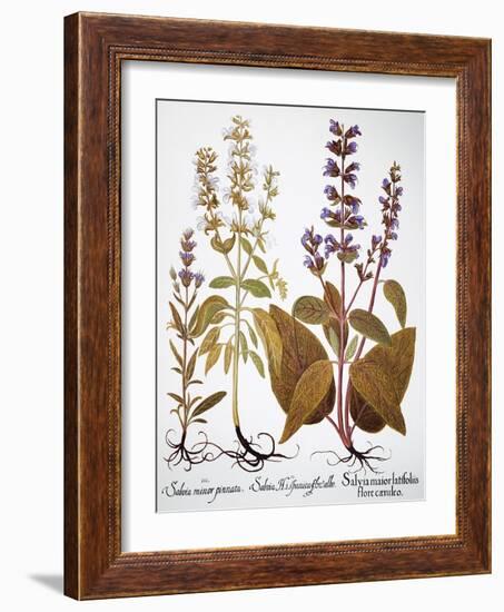 Sage, 1613-Besler Basilius-Framed Giclee Print