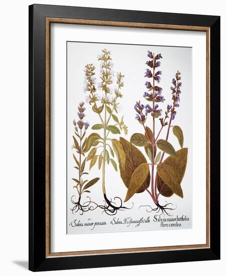 Sage, 1613-Besler Basilius-Framed Giclee Print