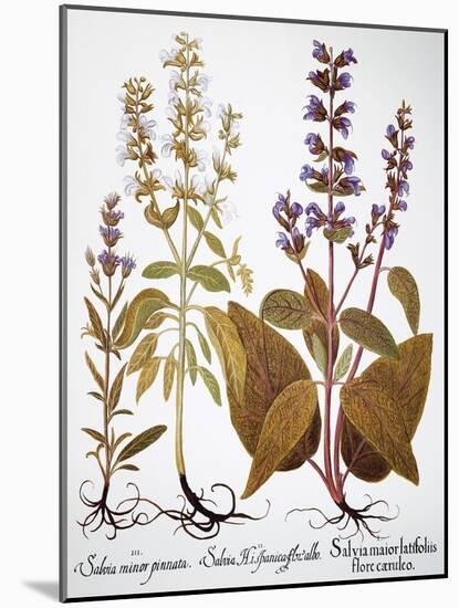 Sage, 1613-Besler Basilius-Mounted Giclee Print