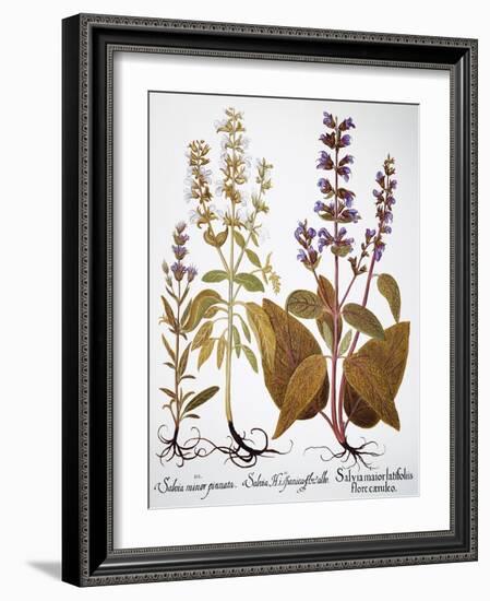 Sage, 1613-Besler Basilius-Framed Giclee Print