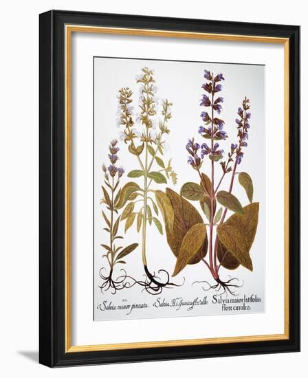 Sage, 1613-Besler Basilius-Framed Giclee Print