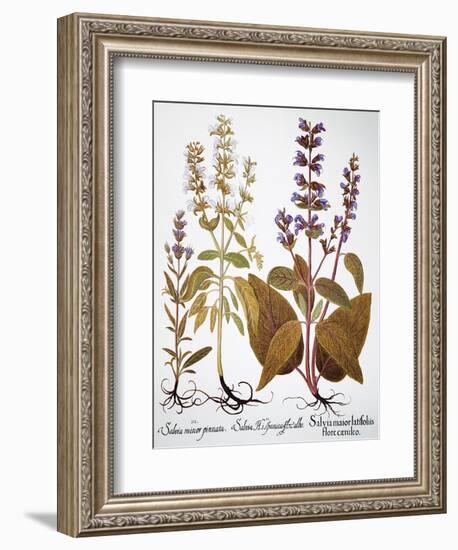 Sage, 1613-Besler Basilius-Framed Giclee Print