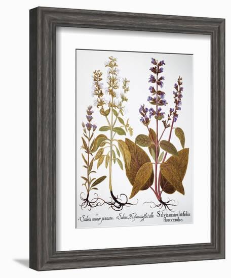 Sage, 1613-Besler Basilius-Framed Giclee Print