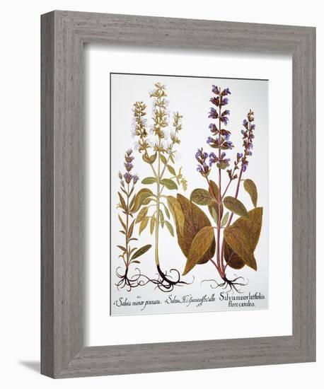 Sage, 1613-Besler Basilius-Framed Giclee Print