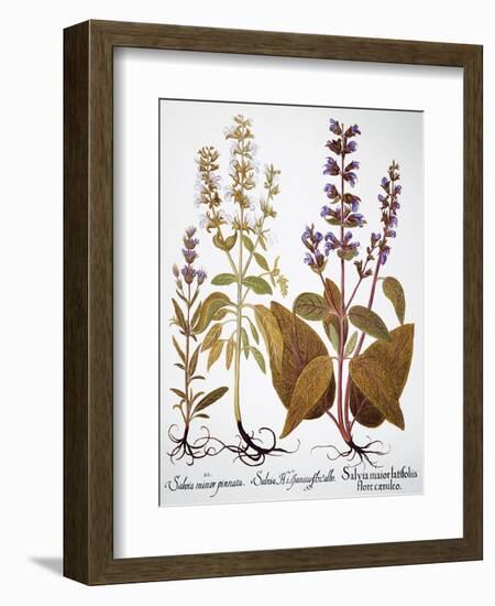 Sage, 1613-Besler Basilius-Framed Giclee Print