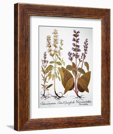 Sage, 1613-Besler Basilius-Framed Giclee Print