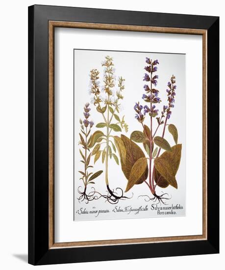 Sage, 1613-Besler Basilius-Framed Giclee Print