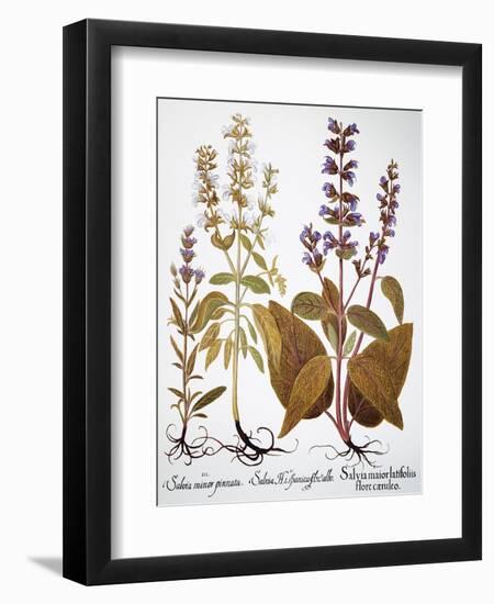 Sage, 1613-Besler Basilius-Framed Giclee Print